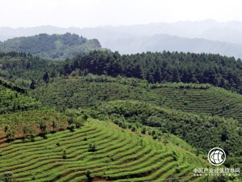 贵州将实施退耕还林扶贫工程