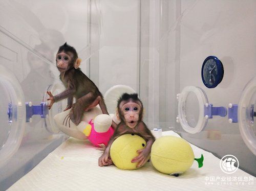 重大突破！世界首个体细胞克隆猴在中国诞生