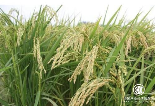 黑龙江垦区稻米实现品质升级