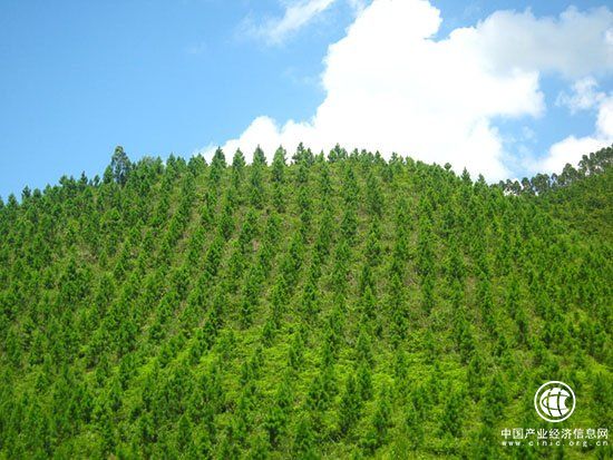 贵州今年计划造林千万亩 建设高质量“绿色贵州”