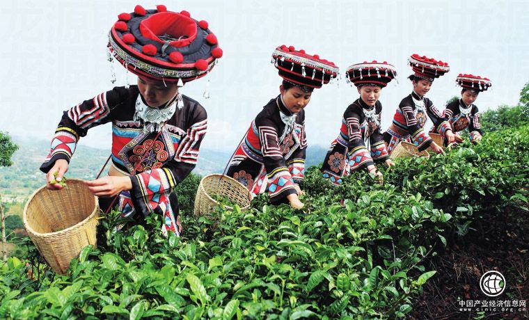 我国茶叶产量增加 结构优化 效益提升