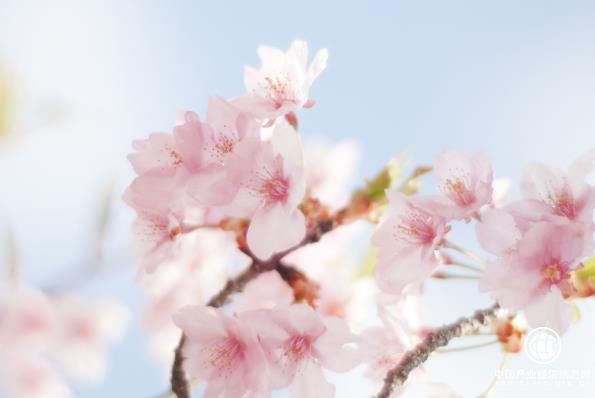 日本赏樱游价高人多，国内赏樱更具性价比