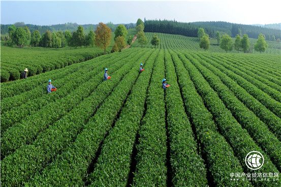湖北咸宁：擦亮农业绿色发展的“金字招牌”