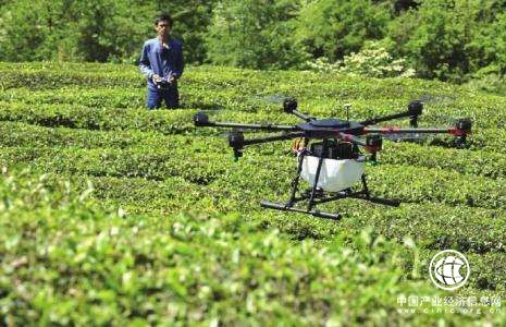 无人机介入狮峰山春茶采摘，科技对农业产业渗透无处不在