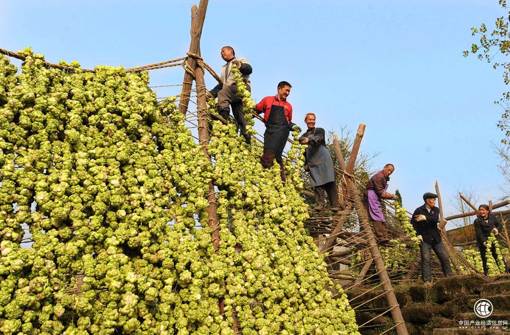 重庆涪陵：全产业链打造世界榨菜之乡