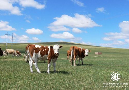 “我在草原有头牛”内蒙古通辽启动定制牧业项目