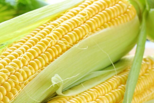 吉林：玉米从“按斤卖”到“论穗卖”助力农民增收