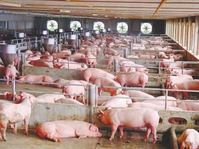 如何避免肉贱伤农?央视：限制资本进入养猪业