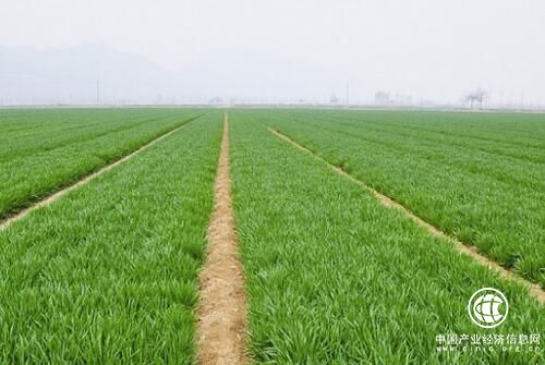 我国培育推广一批节水小麦新品种