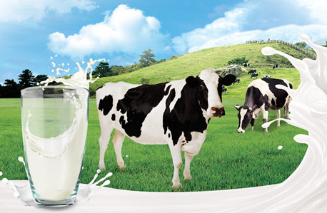 供大于求致原奶价格持续走低 奶牛养殖企业增收不增利