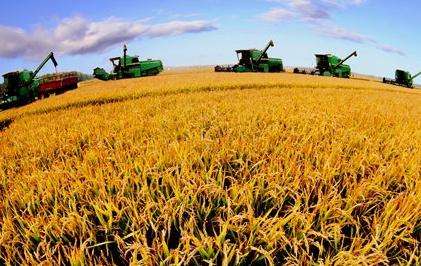 四川省大力发展粮食产业经济力争粮食产业产值年均增长7%