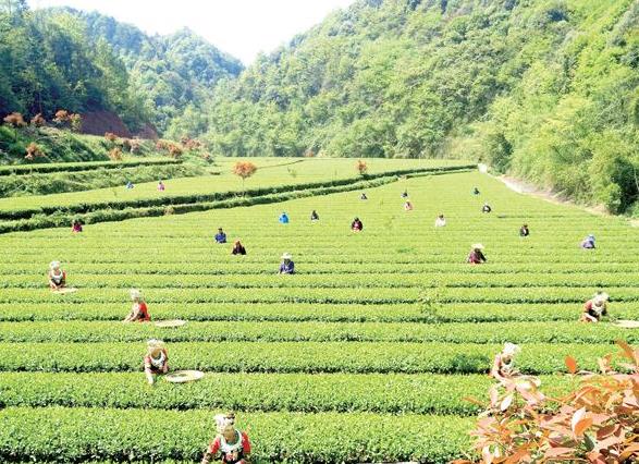 2018怀化·沅陵碣滩茶文化旅游节开幕