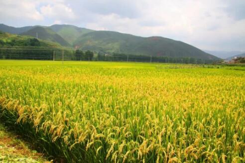 产业带动就业 农民增收有了新渠道——黑龙江乡村振兴一线观察