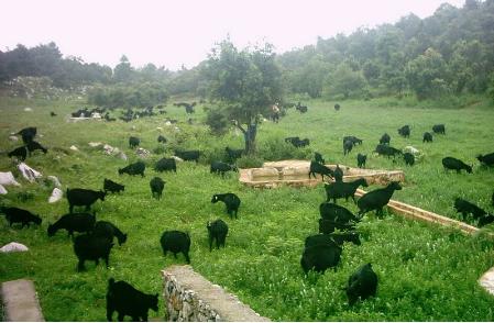 河南：深化畜牧业供给侧结构性改革 加快推进优质草畜高质量发展