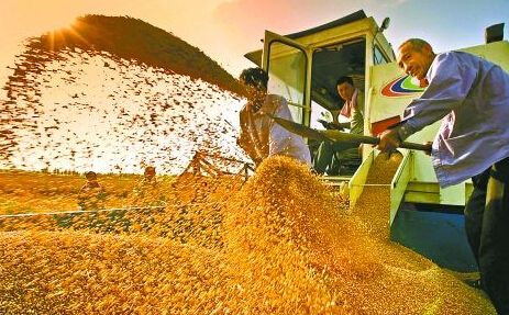 河南去年粮食产业总产值突破3000亿元