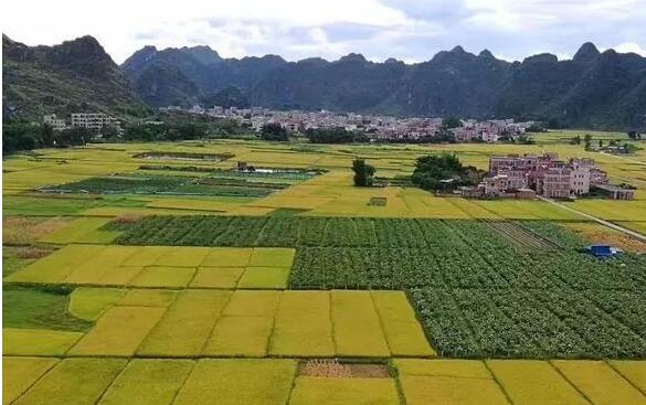广东罗定市打造地标产品“罗定稻米”带动农业提质增效