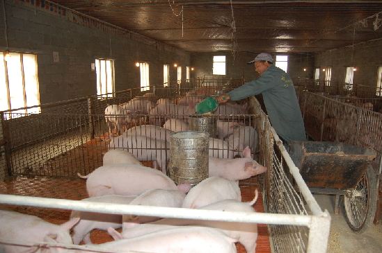 河南：稳步提升生猪产能 推进产业转型发展