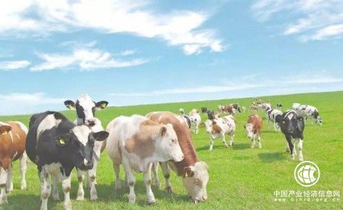 新疆奶业迎来发展新契机 转型升级进行中