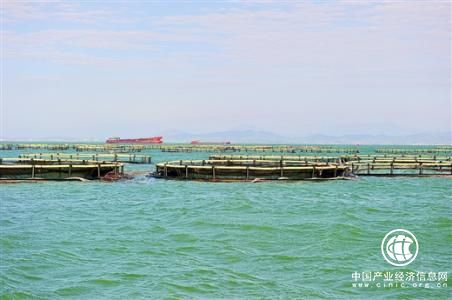 广西壮族自治区海洋经济总量_海洋动物简笔画
