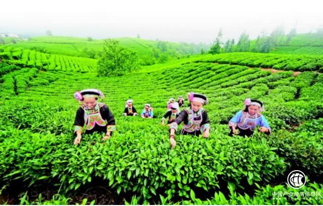 贵州：“三品一标”农产品种植面积超过3500万亩
