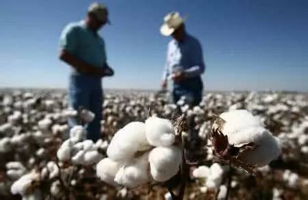 美国：棉花现货价格稳定 出口需求平淡