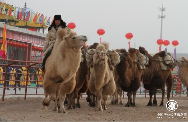 内蒙古阿拉善盟：打造骆驼产业研发生产基地