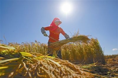 四部门：2022年三大主粮作物农业保险覆盖率超70%
