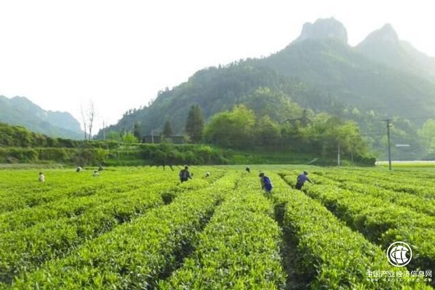湖南省湘西州被授予“中国黄金茶之乡”称号