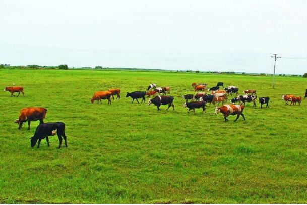 联合国粮农组织：畜牧业有利于推动可持续发展