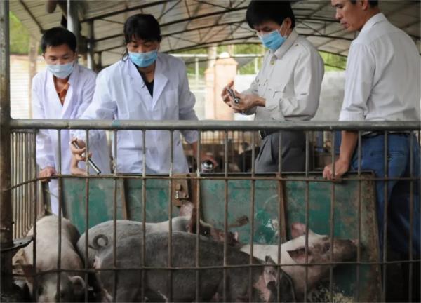 农业农村部：及时发布疫情信息，全力防控非洲猪瘟