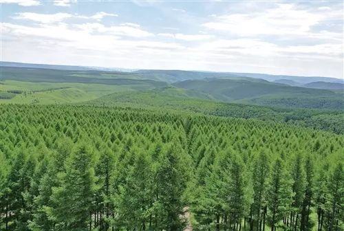 2020年我国深入推进大规模国土绿化行动 完成造林677万公顷