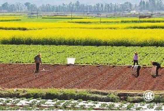 云南：壮大农业产业拓宽致富之路