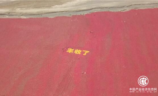 中国辣椒之乡新疆沙湾县安集海镇火红的辣椒登