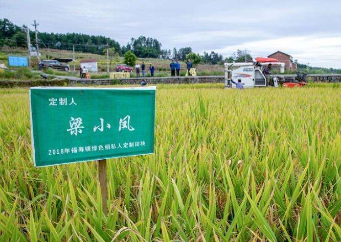 重庆“定制水稻”上餐桌农户客户“双丰收”