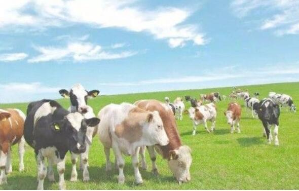 中国农垦高寒生态牧场团体标准7月起正式实施