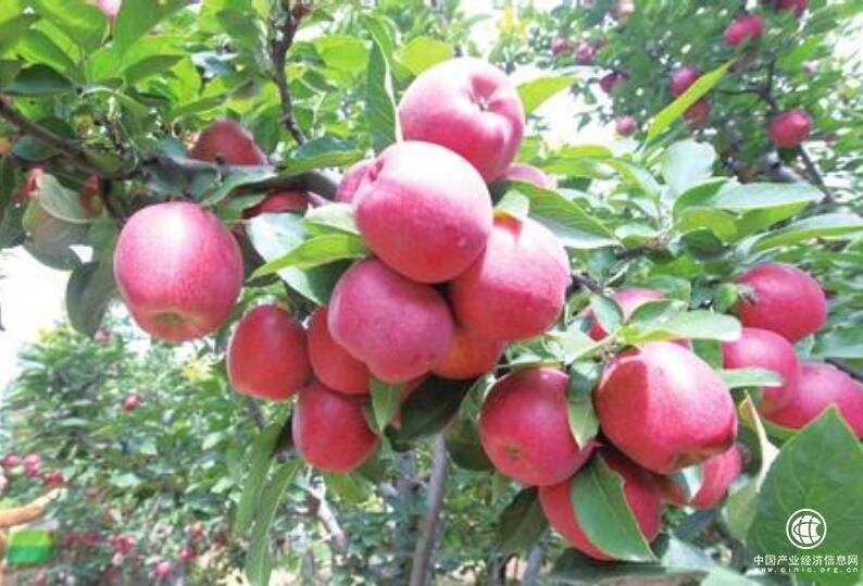 陕西省引进收集苹果品种资源达135份