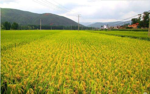 上半年第一产业增加值2355.52亿元 河南省农业高质量发展取得新突破