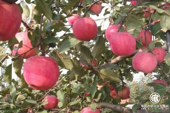 山西运城发布首个主产区苹果价格指数