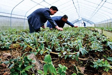 安徽省上半年特色产业扶贫到户项目达77万个