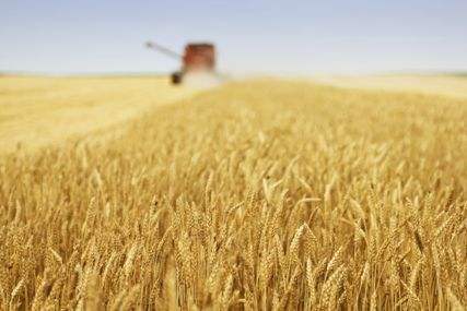 江苏省夏收基本结束 小麦机收率达98%