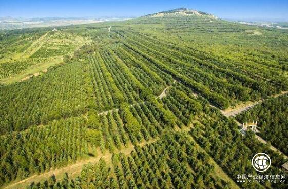 山西打响国土绿化硬仗 力保完成510万亩造林任务