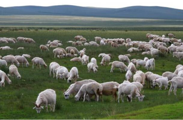 内蒙古呼伦贝尔草原羊肉：做强品牌走绿色发展路