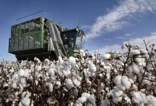 从2020年开始乌兹别克斯坦将停止棉花出口
