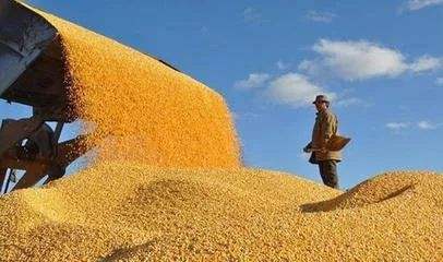 内蒙古粮食产量连续4年保持在700亿斤以上