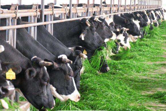 河南：2025年肉牛奶牛全产业链产值力争达到3000亿元