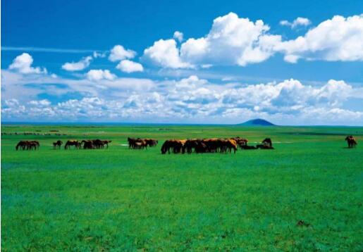 内蒙古确定“十四五”林草保护发展目标