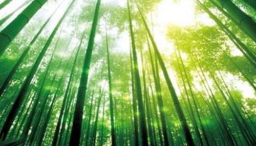 安徽出台加快推进竹产业高质量发展的实施意见
