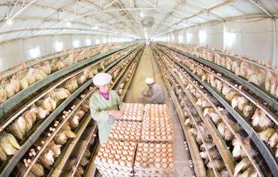 山东加快推动肉鸡产业转型升级 保障供应安全