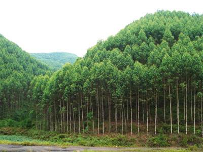 《国家储备林建设管理办法(试行)》政策解读