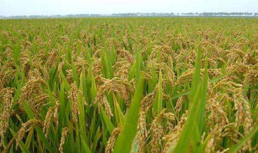黑龙江齐齐哈尔水稻“科技化”助农民增收